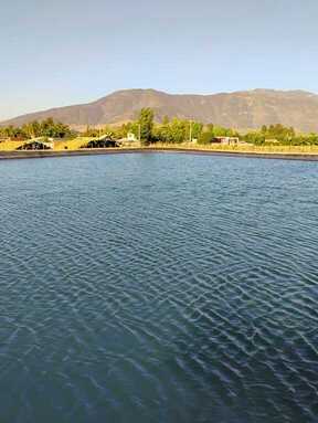 Proceso de exportación de cerezas